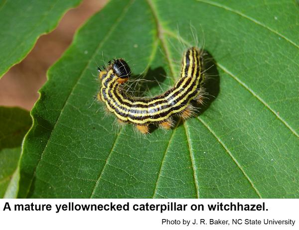 Mature yellownecked caterpillar